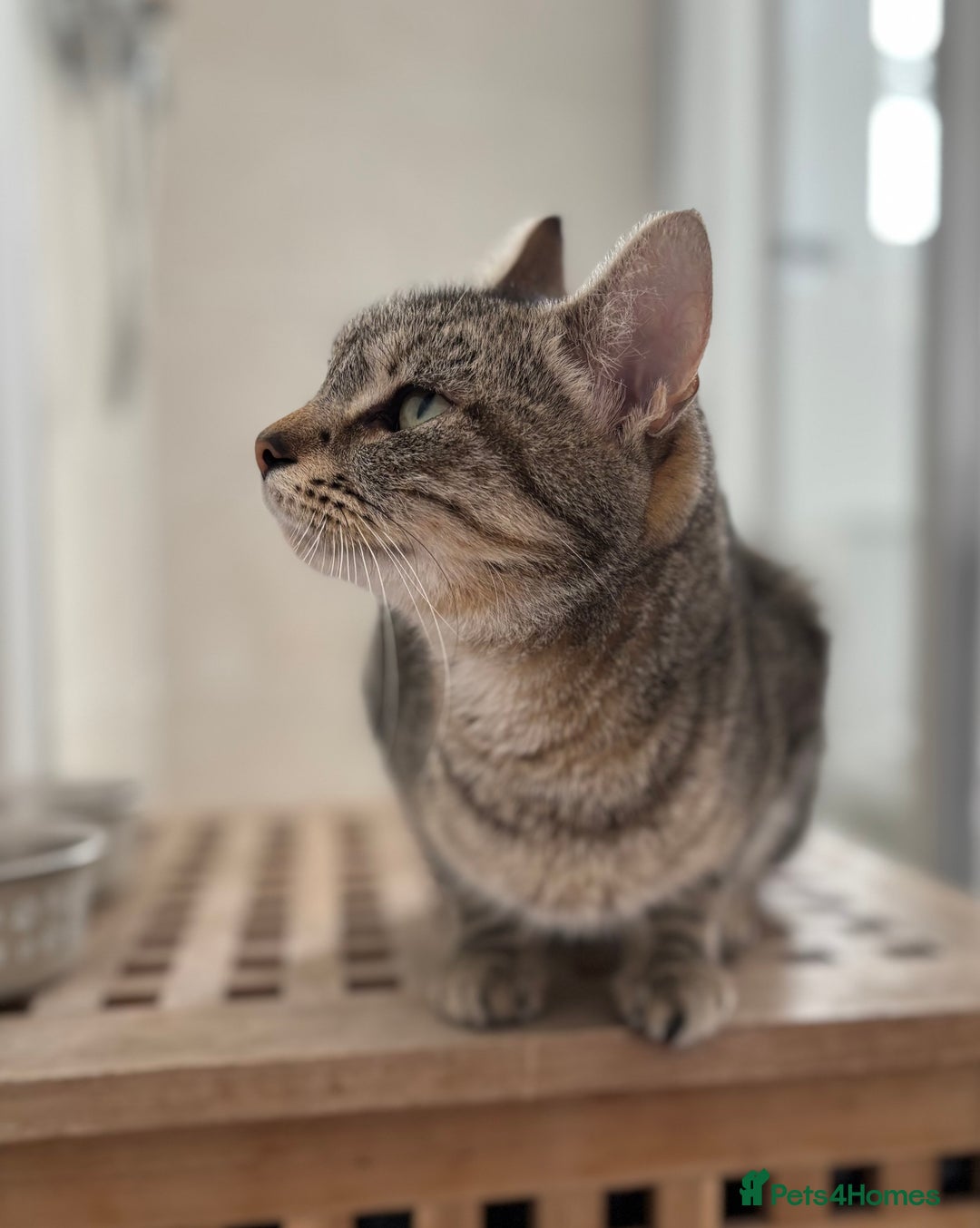 Mixed Breed cats for sale: Beautiful girl needs new home  - Image 1