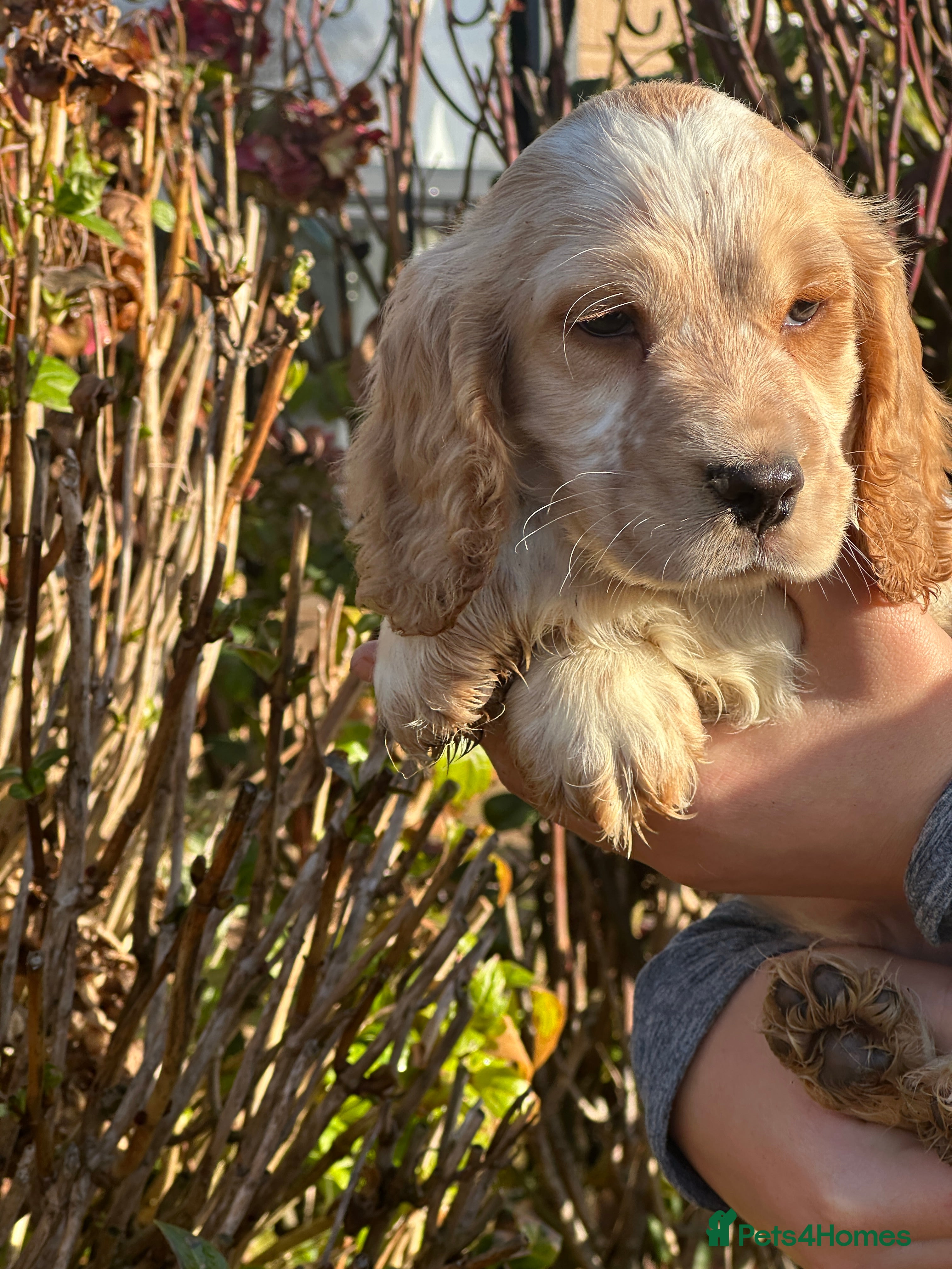 Cocker Spaniel dogs for sale: 1 boy available orange roan  - Advert 2