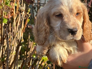 Cocker Spaniel dogs 1 boy available orange roan - Advert 14