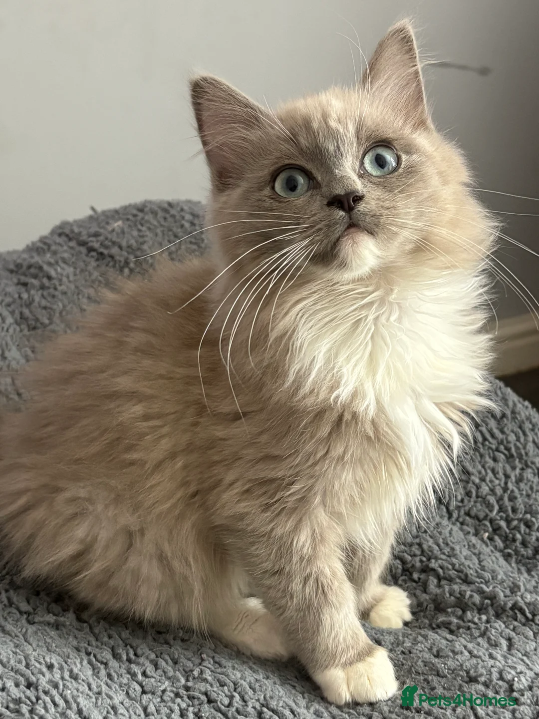 Ragdoll cats for sale: Blue sepia TICA ragdoll male  - Advert 3