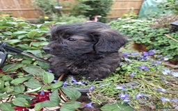 Mixed Breed dogs for sale: Daxiepoo puppies -miniature dachshund x toy poodle - Image 7