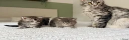 Maine Coon cats for sale: TICA Blue Tabby Maine Coon kitten  - Advert 7