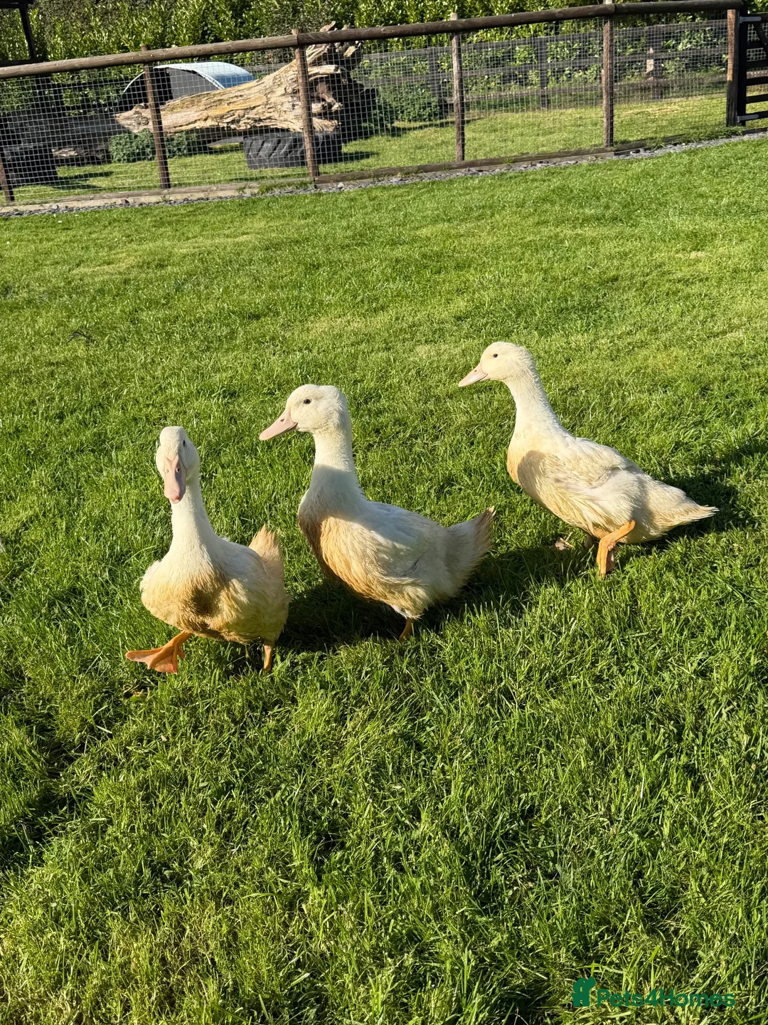 Ducks poultry for sale: Pekin Ducks in Tarporley - Advert 2