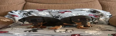 Dachshund 2