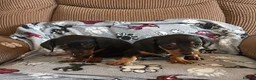 Dachshund dogs for sale: dashhound puppies for sale - Advert 3