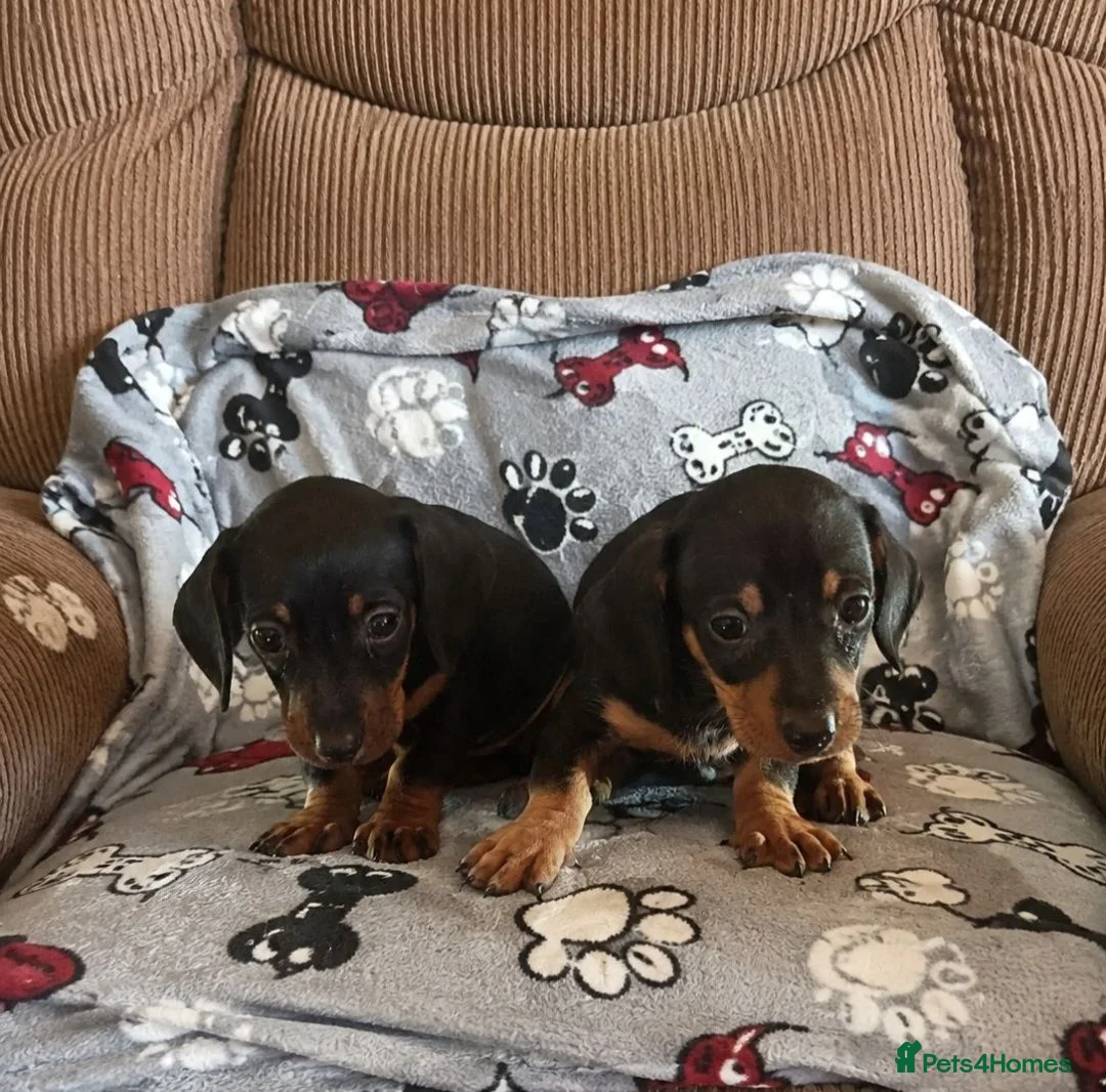 Dachshund dogs for sale: dashhound puppies for sale - Advert 3