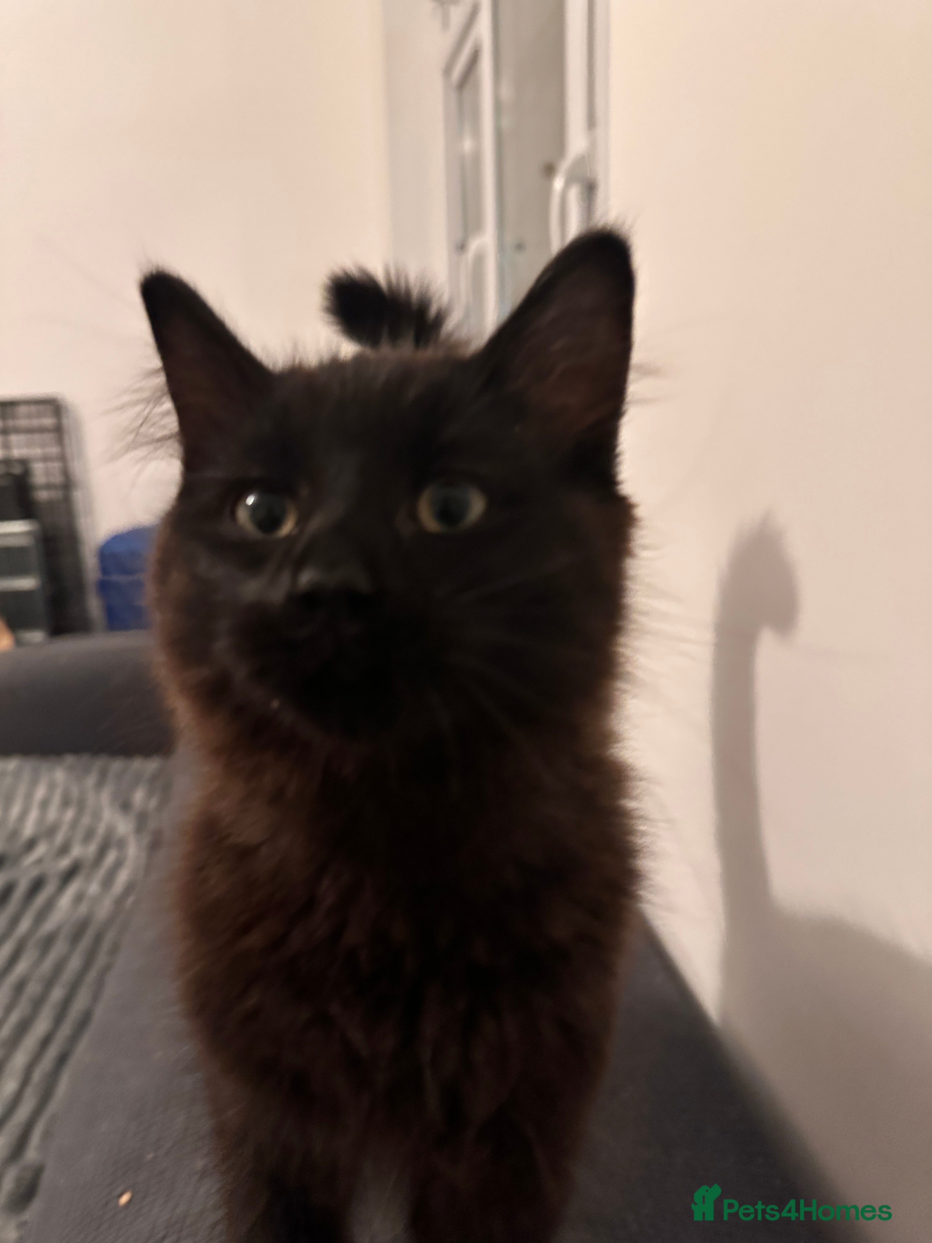 Mixed Breed cats Lovely cats for rehoming - Advert 12