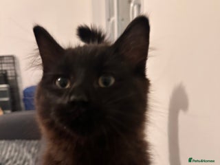 Mixed Breed cats Lovely cats for rehoming - Advert 13