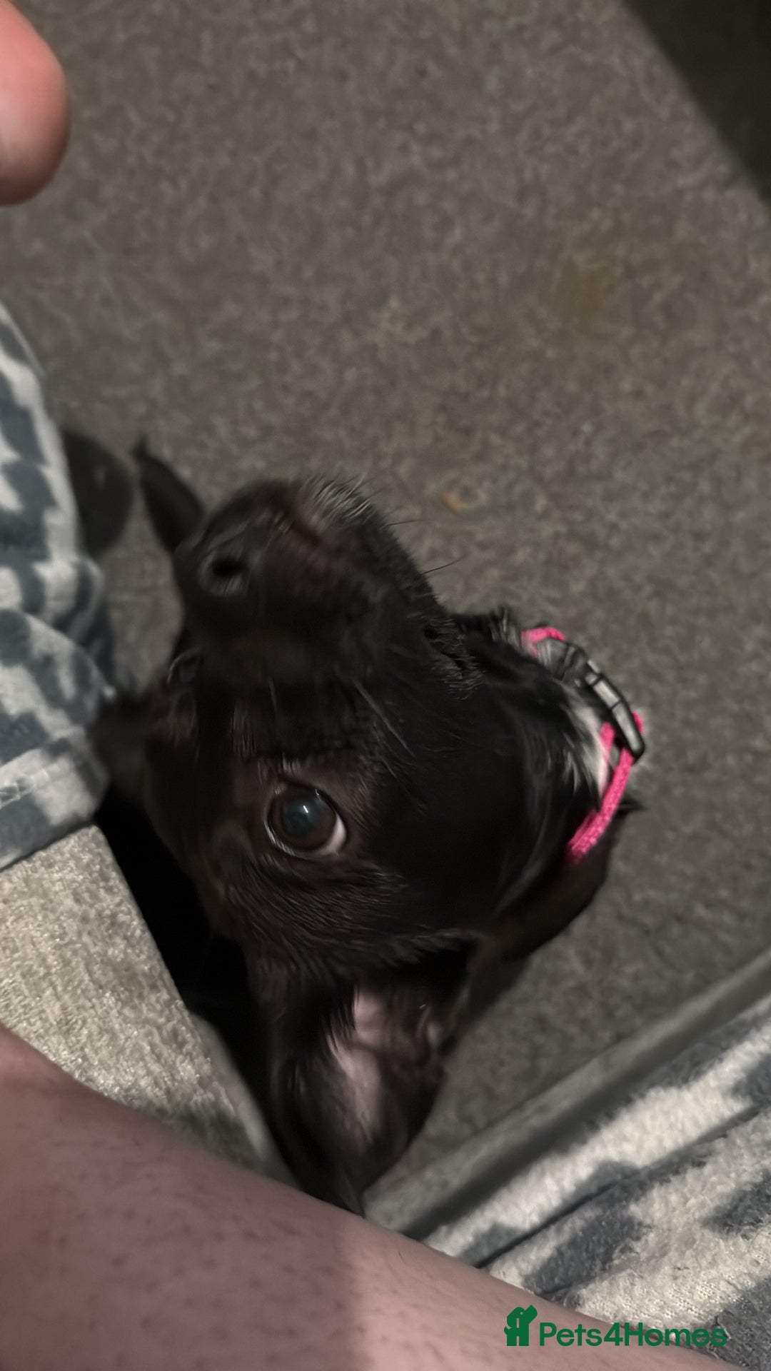 Mixed Breed dogs for sale: Xena- Scottishterrier x jackahuahua - Advert 10