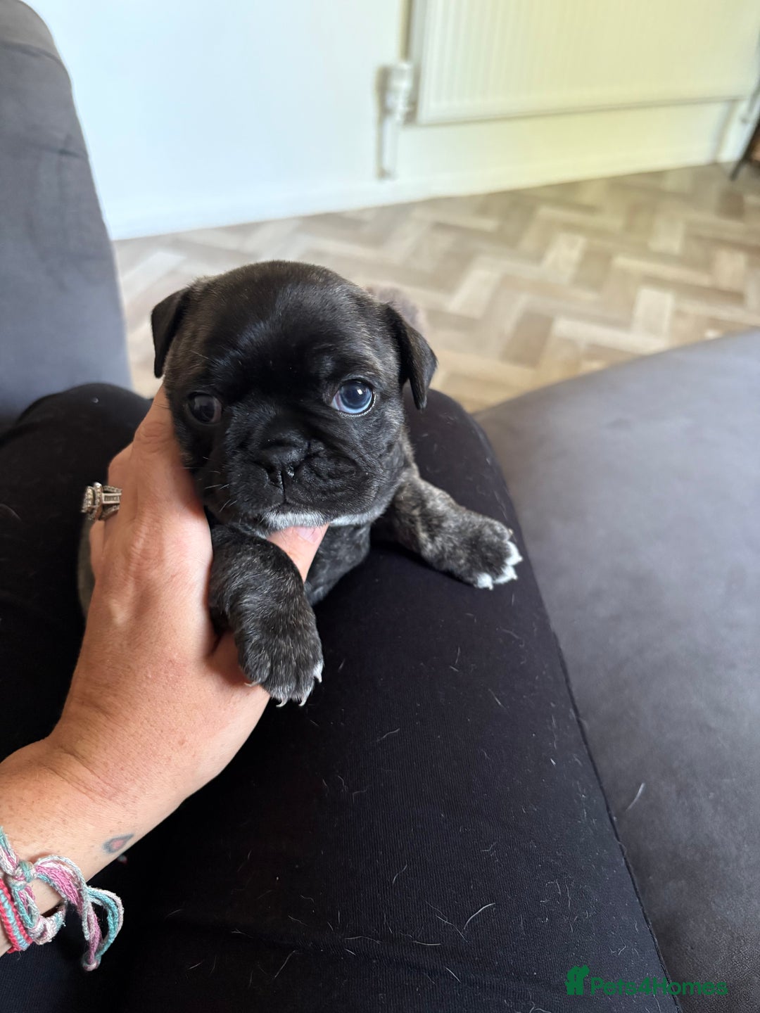 Frug dogs for sale: Beautiful baby Frug’s - Image 10