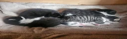 Mixed Breed cats for sale: 4 male kittens - Advert 5