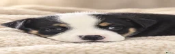 Mixed Breed dogs for sale: 🐾BULLDOG X BORDER COLLIE PUPPIES - Advert 2