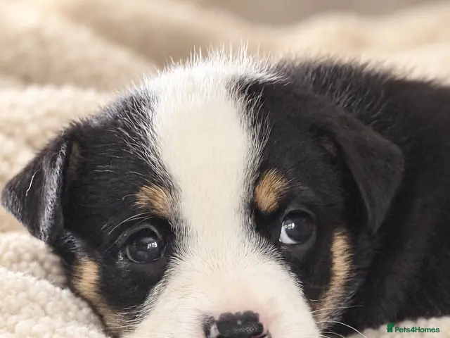 Mixed Breed dogs 🐾BULLDOG X BORDER COLLIE PUPPIES - Advert 2