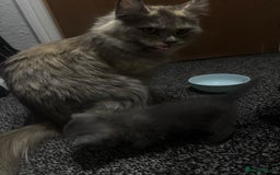 Mixed Breed cats for sale: Female Maine Coon x British Shorthair kitten - Image 7