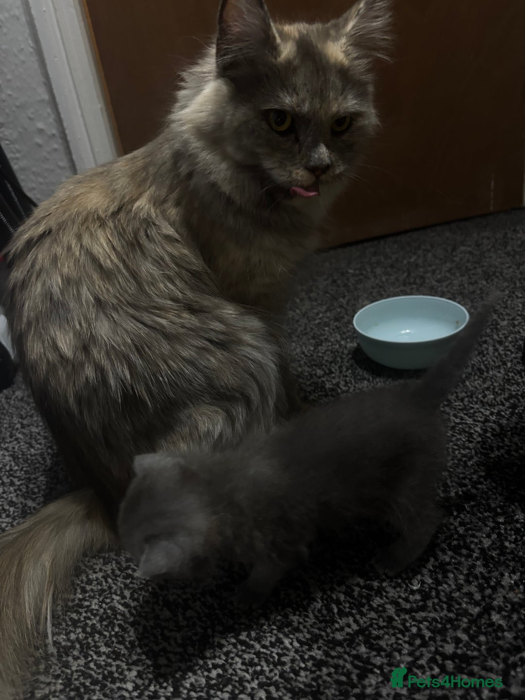 Mixed Breed cats for sale: Female Maine Coon x British Shorthair kitten - Image 7
