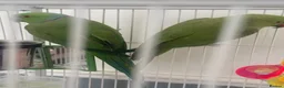 Ringnecks birds for sale:  Bonded pair Indian Ring neck parrots  - Advert 4