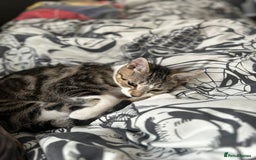 Mixed Breed cats for sale: Really friendly tabby kitten  - Image 1