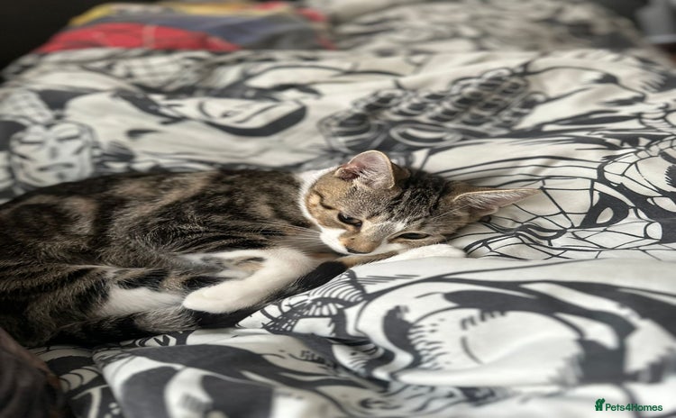 Mixed Breed cats - Advert 10