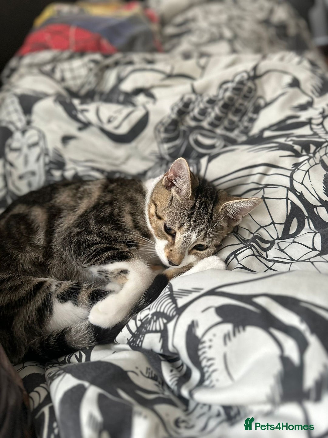 Mixed Breed cats for sale: Really friendly tabby kitten  - Image 1