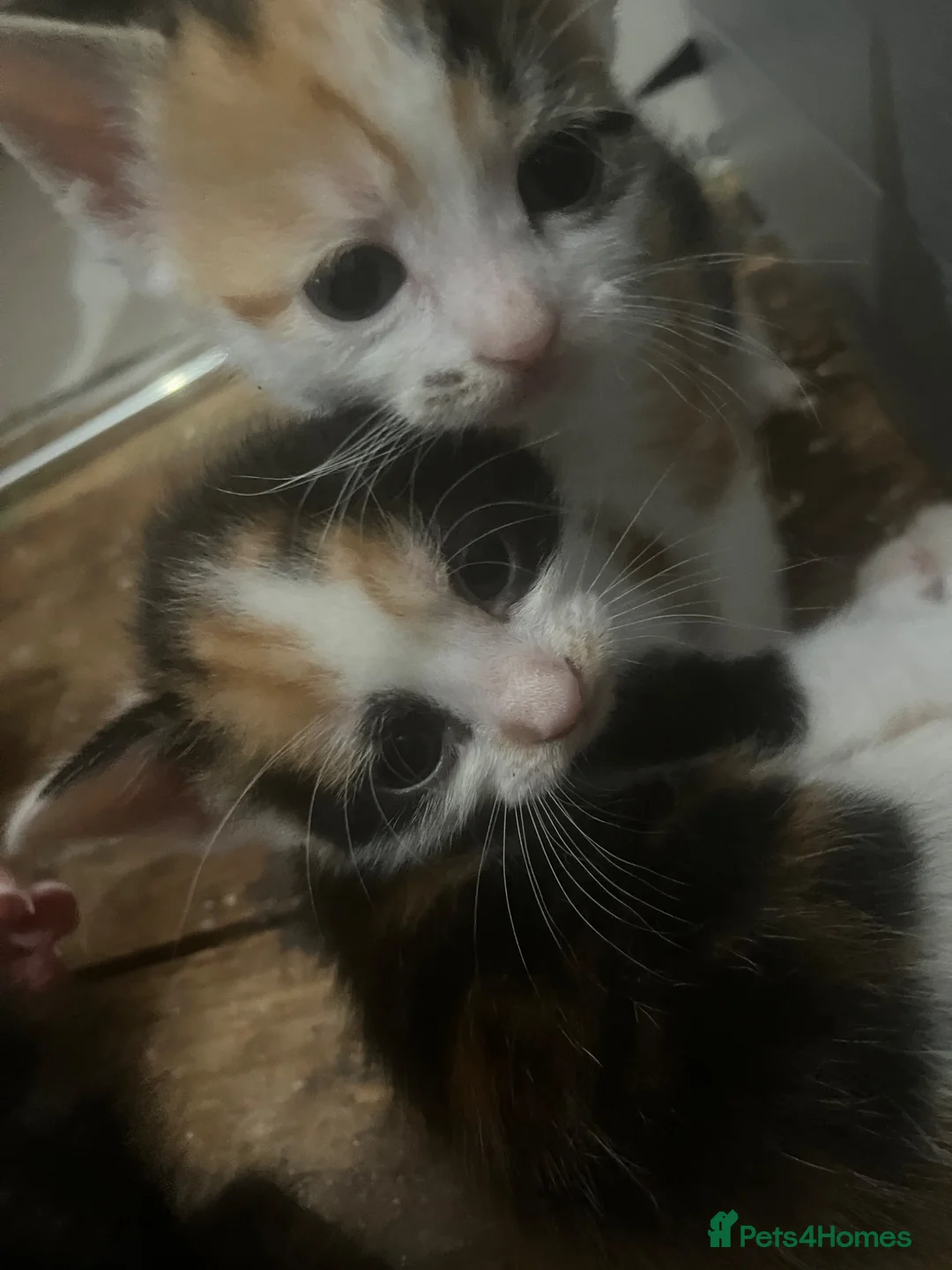 Mixed Breed cats for sale: Kittens for sale in Leigh-on-Sea - Advert 5