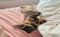 Mixed Breed cats for sale: Super friendly, fluffy kittens! 😻 - Image 36