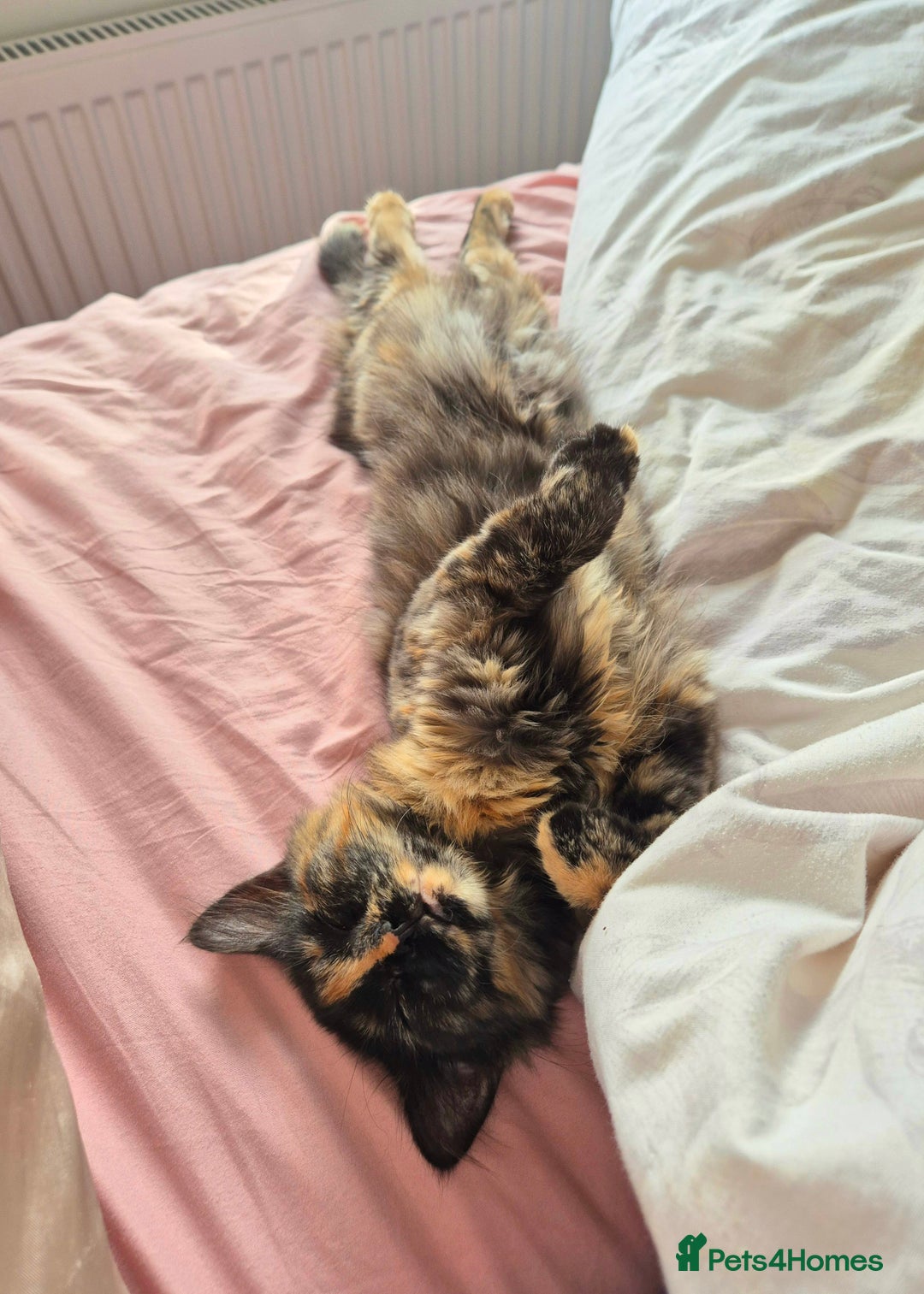 Mixed Breed cats for sale: Super friendly, fluffy kittens! 😻 - Image 36