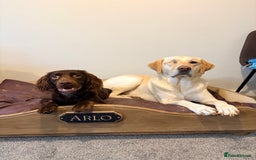 Cocker Spaniel dogs for sale: Chip the cocker spaniel - Image 3