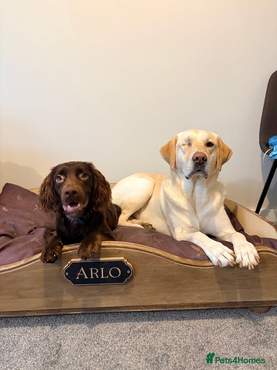 Cocker Spaniel dogs for sale: Chip the cocker spaniel - Image 3