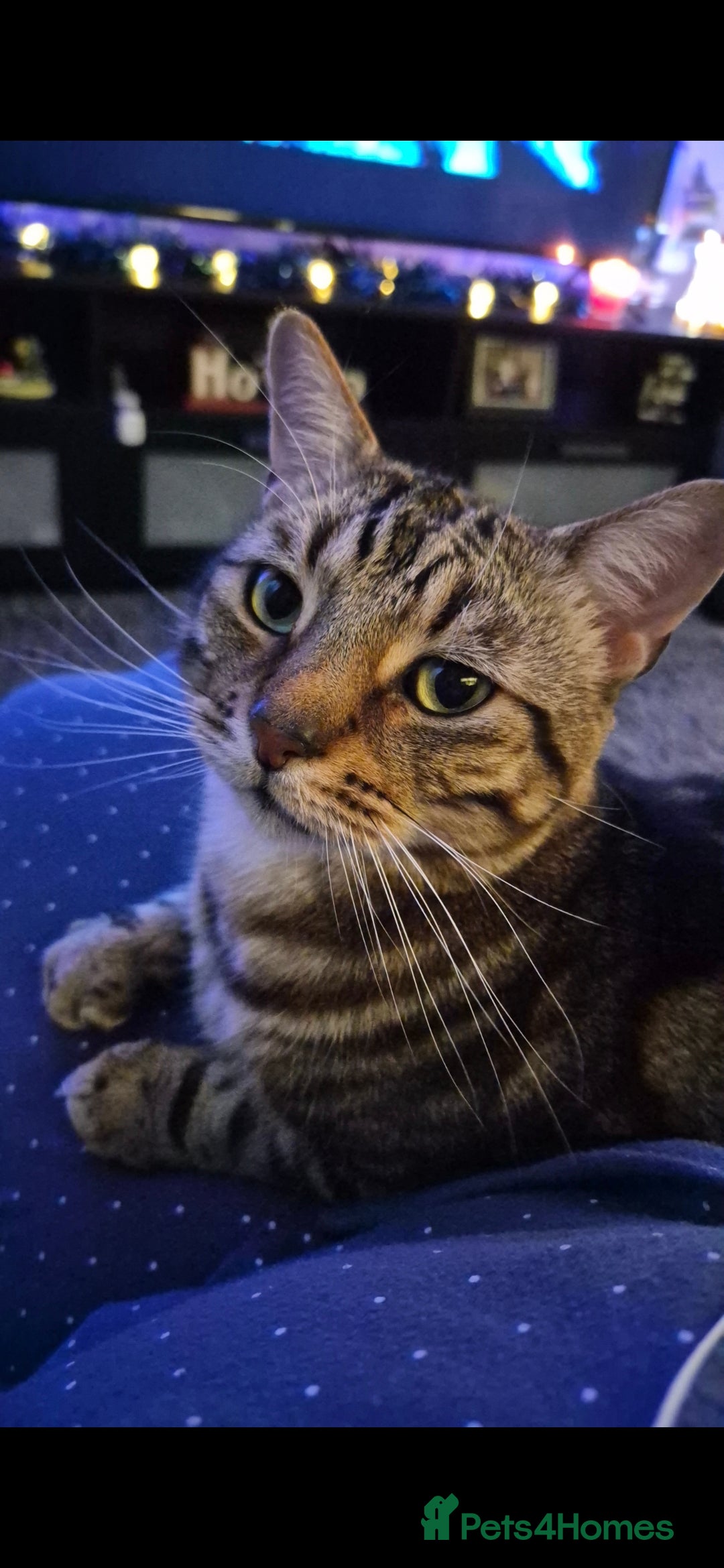 Mixed Breed cats for sale: X2 cats  **   - Advert 2