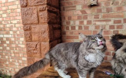 Maine Coon cats for sale: Handsome Blue Tabby with White Boy🐾 - Image 2