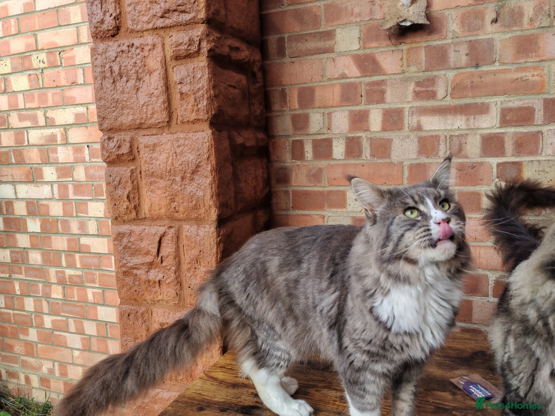 Maine Coon cats for sale: Handsome Blue Tabby with White Boy🐾 - Image 2