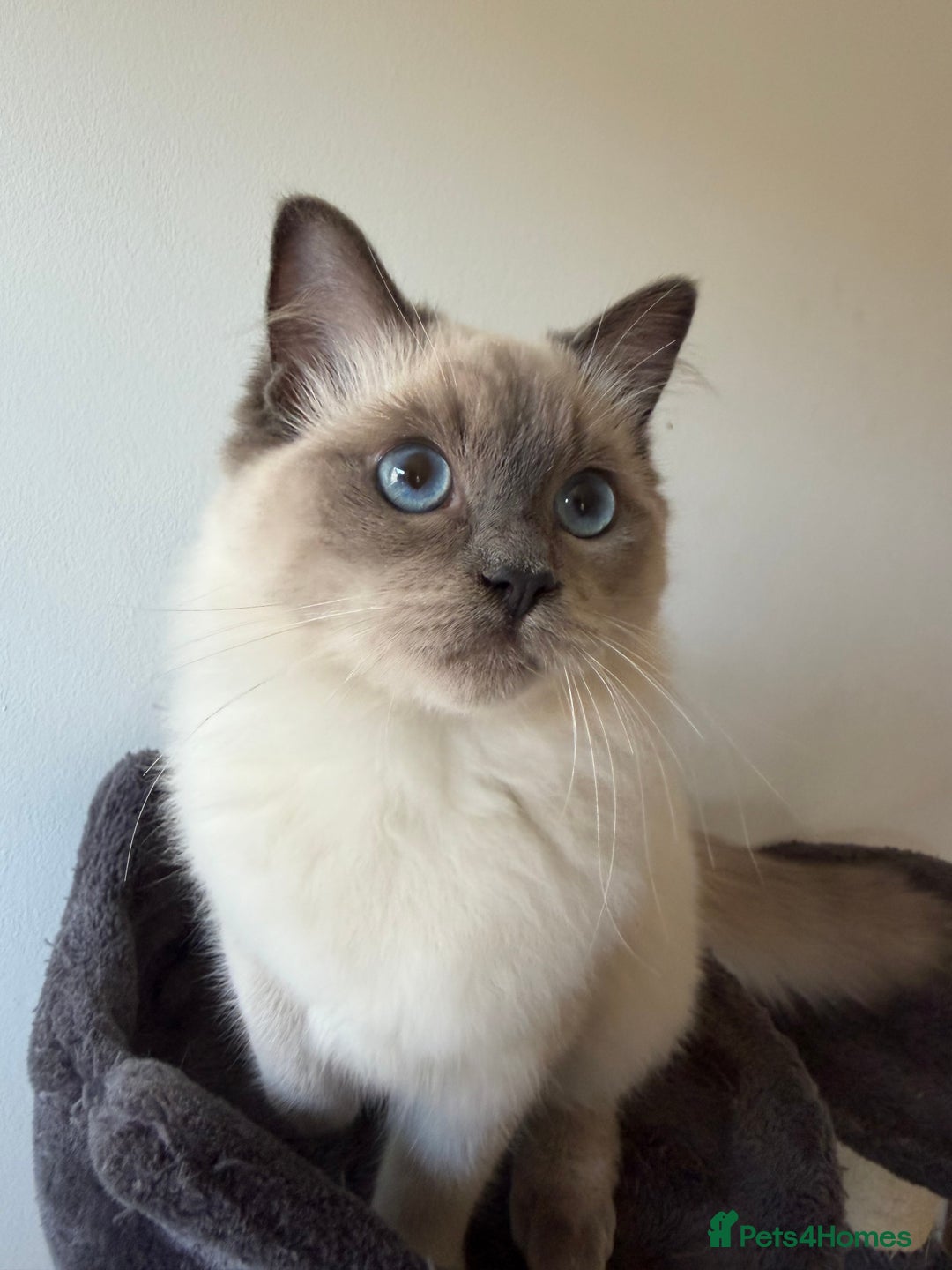Ragdoll cats for sale: Ragdoll Kittens Looking for Their Forever Homes  - Image 11