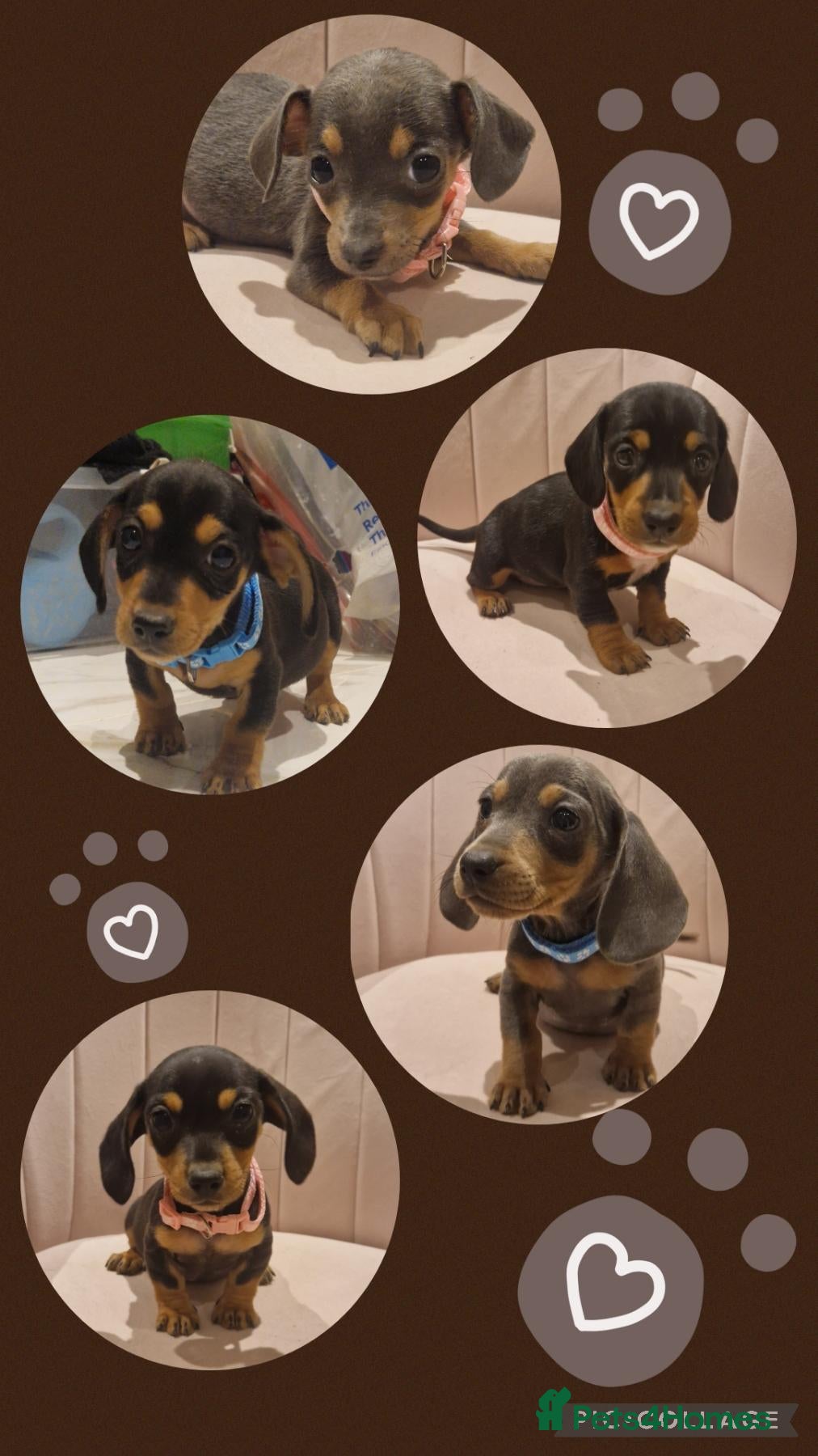 Miniature Dachshund dogs for sale: Stunning little daxie pups 😍 - Advert 7