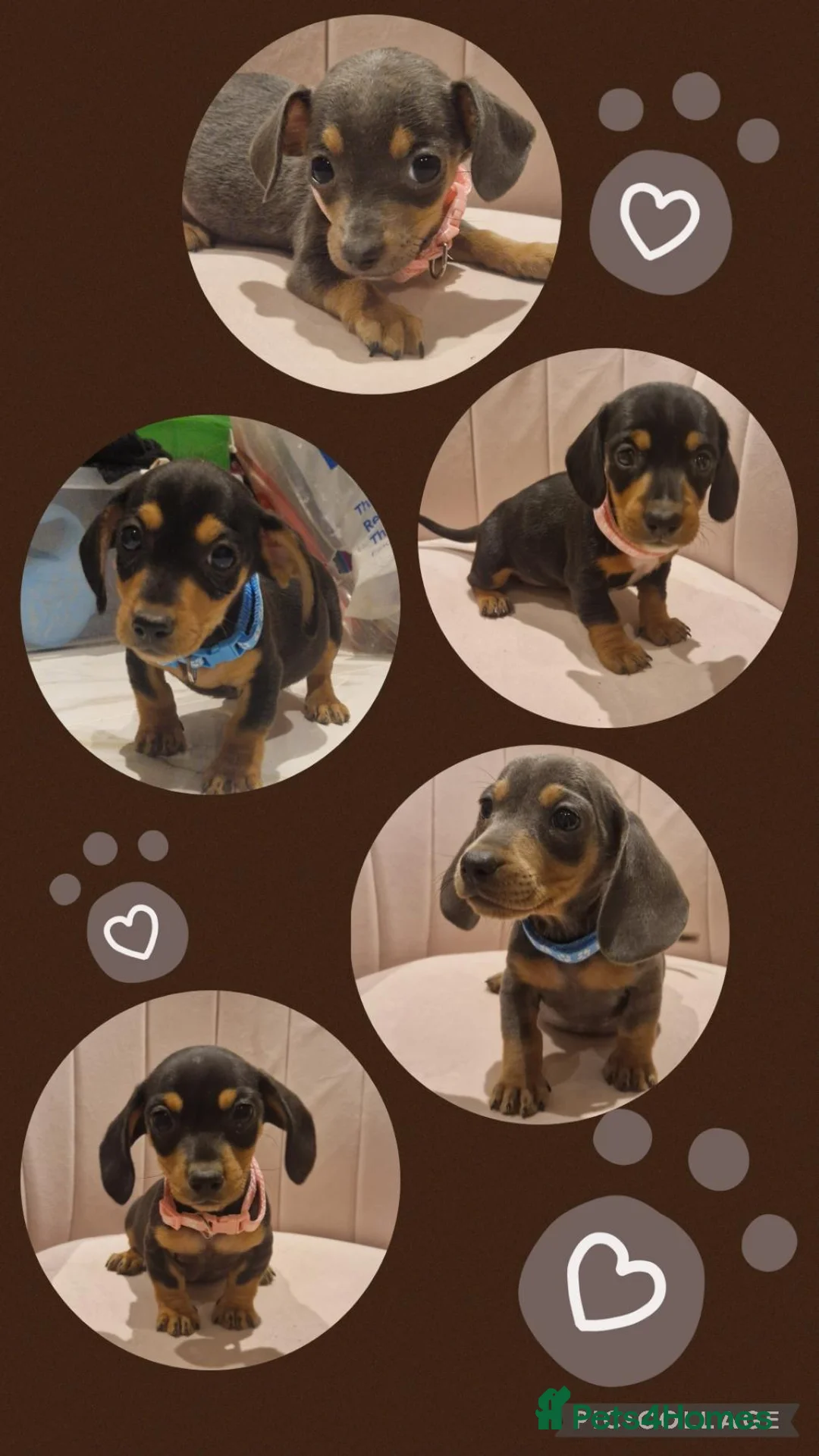 Miniature Dachshund dogs for sale: Stunning little daxie pups 😍 - Advert 1