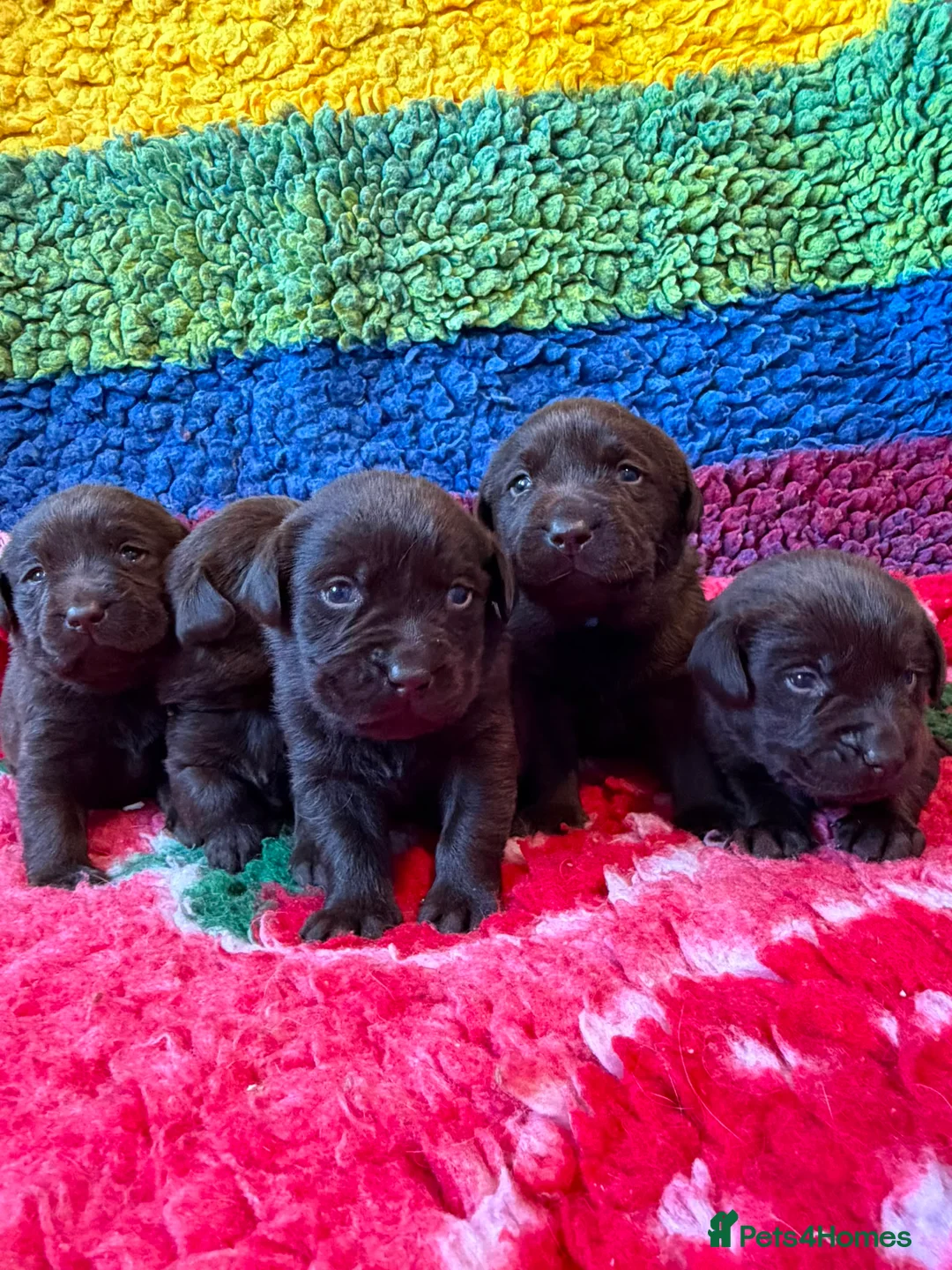 Labrador Retriever dogs for sale: Chocolate Labs Extenively health Tested  - Advert 1