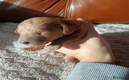 Cockapoo dogs for sale: Beautiful litter of cockapoos - Image 20