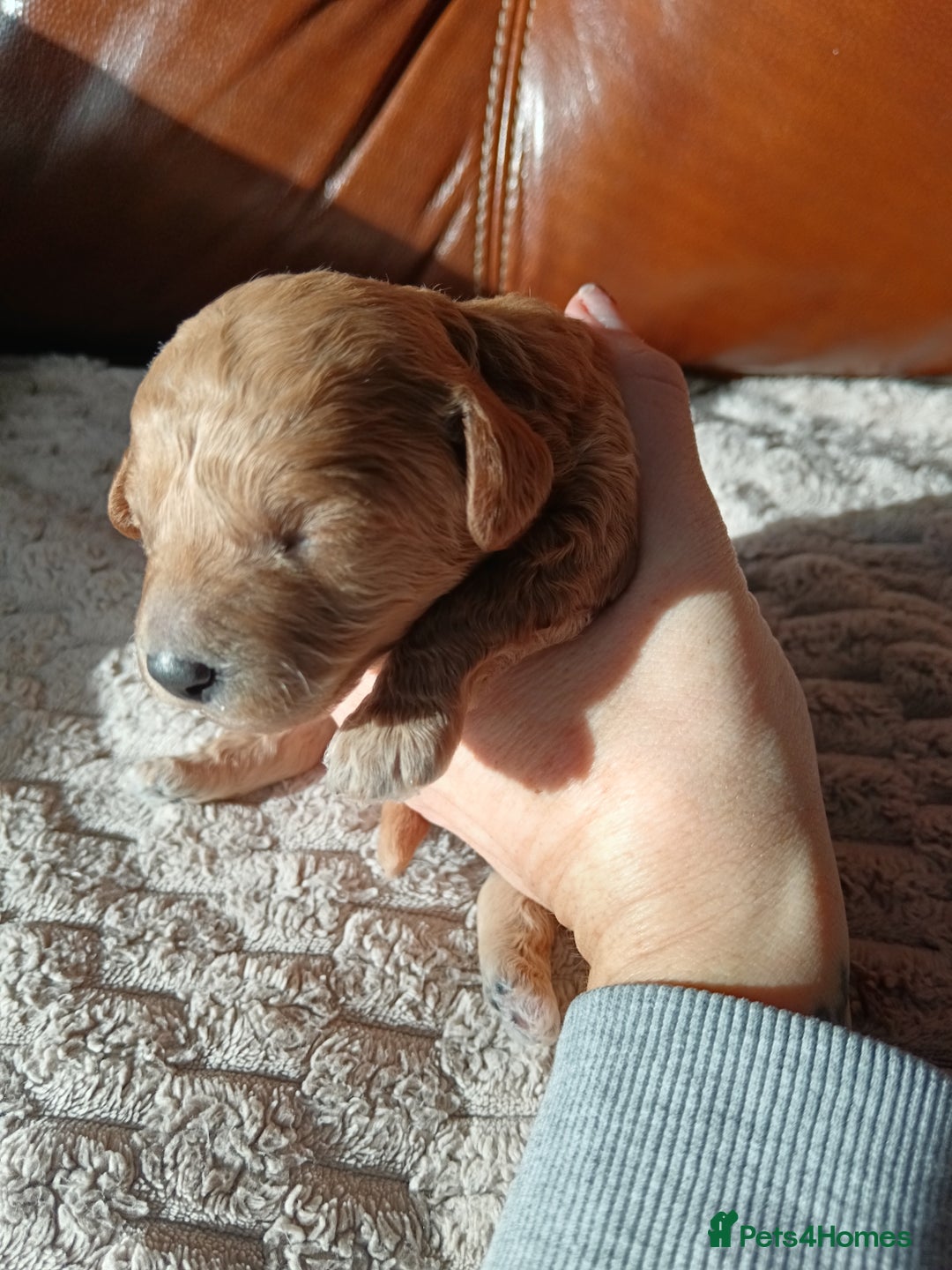 Cockapoo dogs for sale: Beautiful litter of cockapoos - Image 20