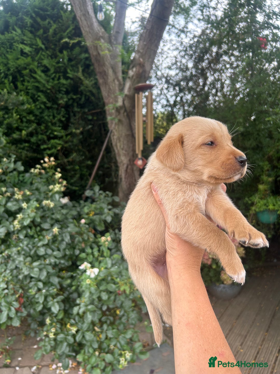 Mixed Breed dogs for sale: 3/4 Labrador 1/4 German wired hair pointer  - Image 9