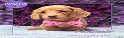 Miniature Dachshund dogs for sale: 🐾💜 EXCEPTIONAL KC MINIATURE DACHSHUND PUPS in Castle Douglas - Advert 8