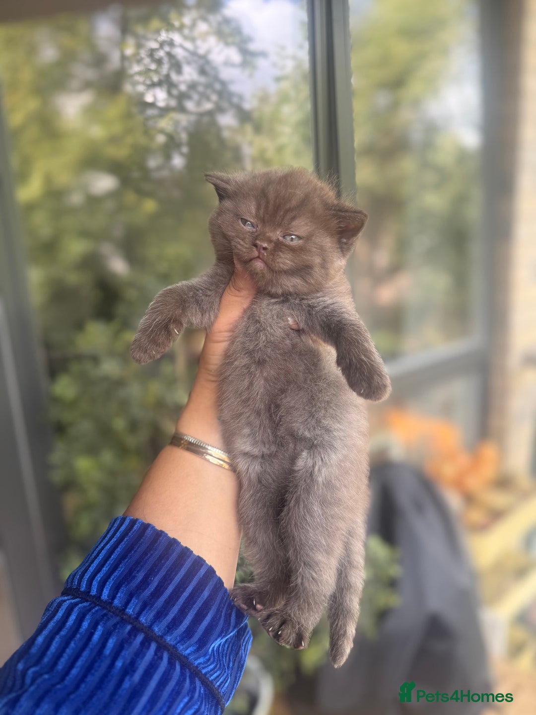 British Shorthair cats for sale: British rainbow shorthair kittens - Image 24