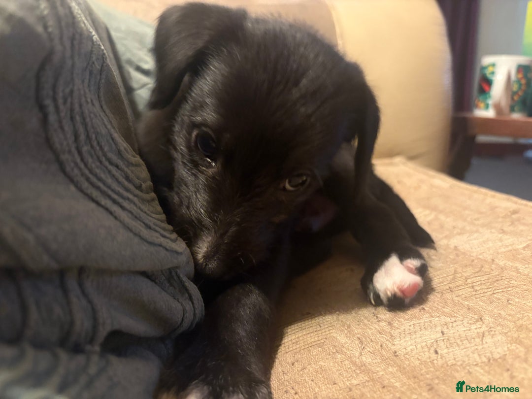 Mixed Breed dogs for sale: Whippet cross lurcher poodle puppies  - Advert 15