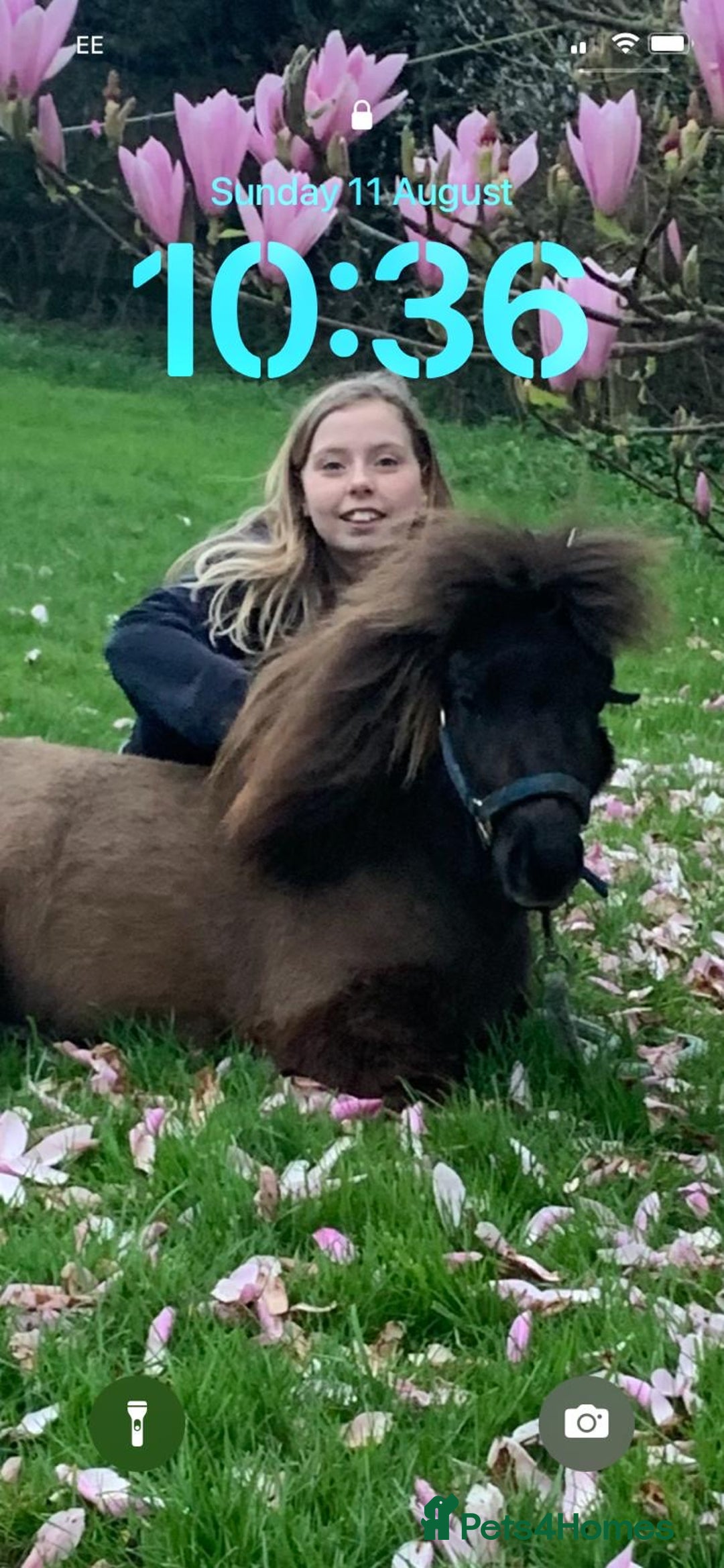 Shetland pony horses for sale: Miniature Shetland  - Image 3