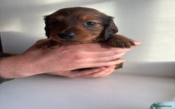 Miniature Dachshund dogs for sale: Miniature long haired dachshund puppies - Image 5