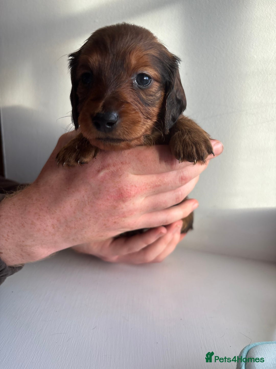 Miniature Dachshund dogs for sale: Miniature long haired dachshund puppies - Image 5