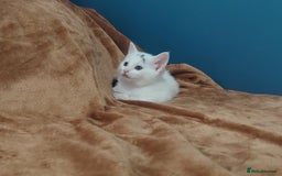 Mixed Breed cats for sale: Kittens  - Image 26
