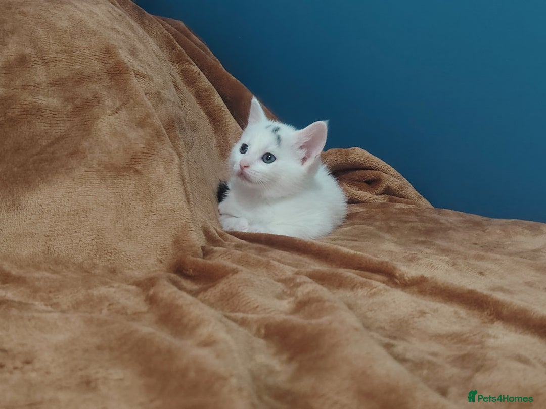 Mixed Breed cats for sale: Kittens  - Image 26