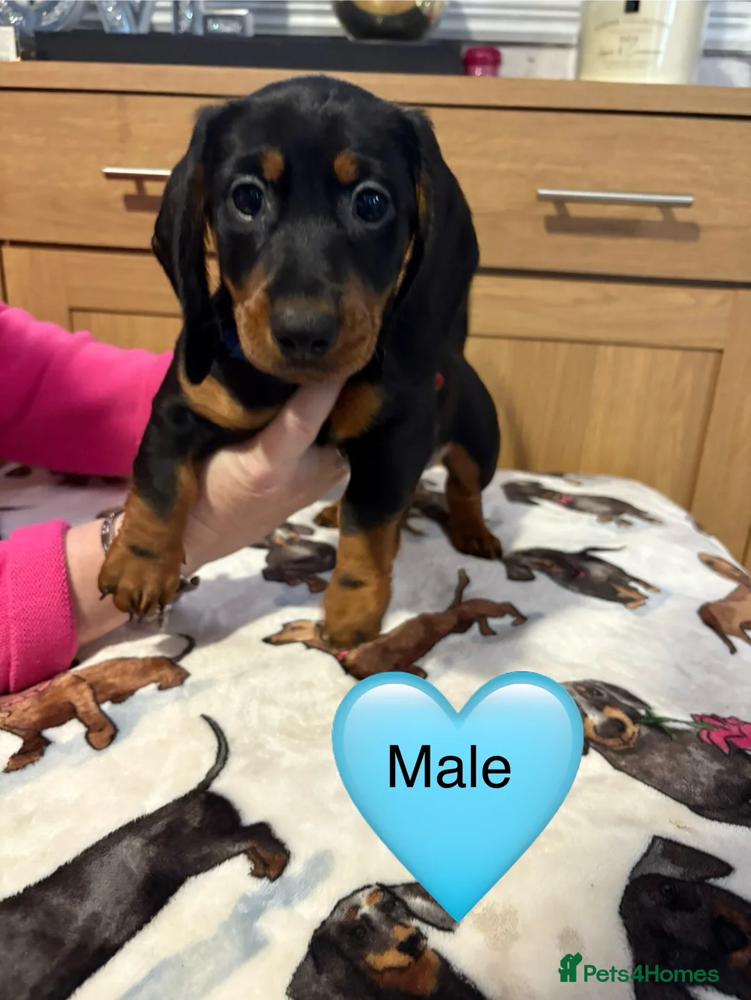 Miniature Dachshund dogs for sale: Stunning Black and Tan smooth fur dachshund pups - Advert 22