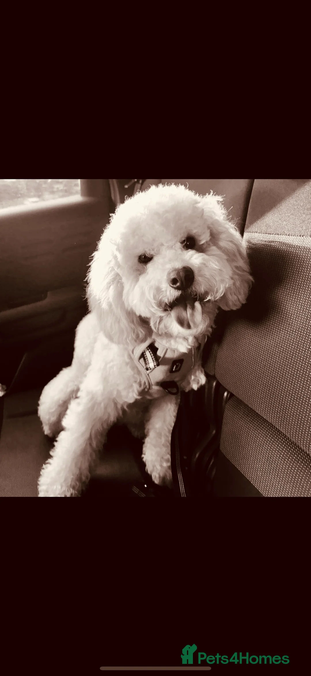 Cavachon dogs for sale: Apricot Cavapoochon - Juno - Advert 2