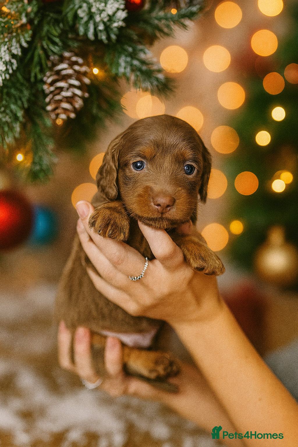 Miniature Dachshund dogs !!1 BOY LEFTBeautiful Long Hair Mini Dachshunds!! - Advert 8