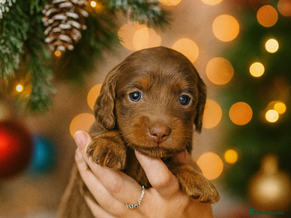 Miniature Dachshund dogs !!1 BOY LEFTBeautiful Long Hair Mini Dachshunds!! - Advert 12